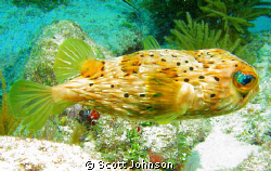 Somebody told me it was a cowfish.I dont know.But I took ... by Scott Johnson 